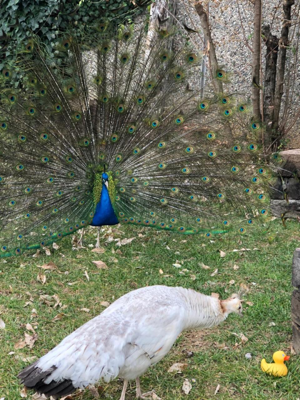 "Ai 4 Soli" Cermenate Exteriér fotografie